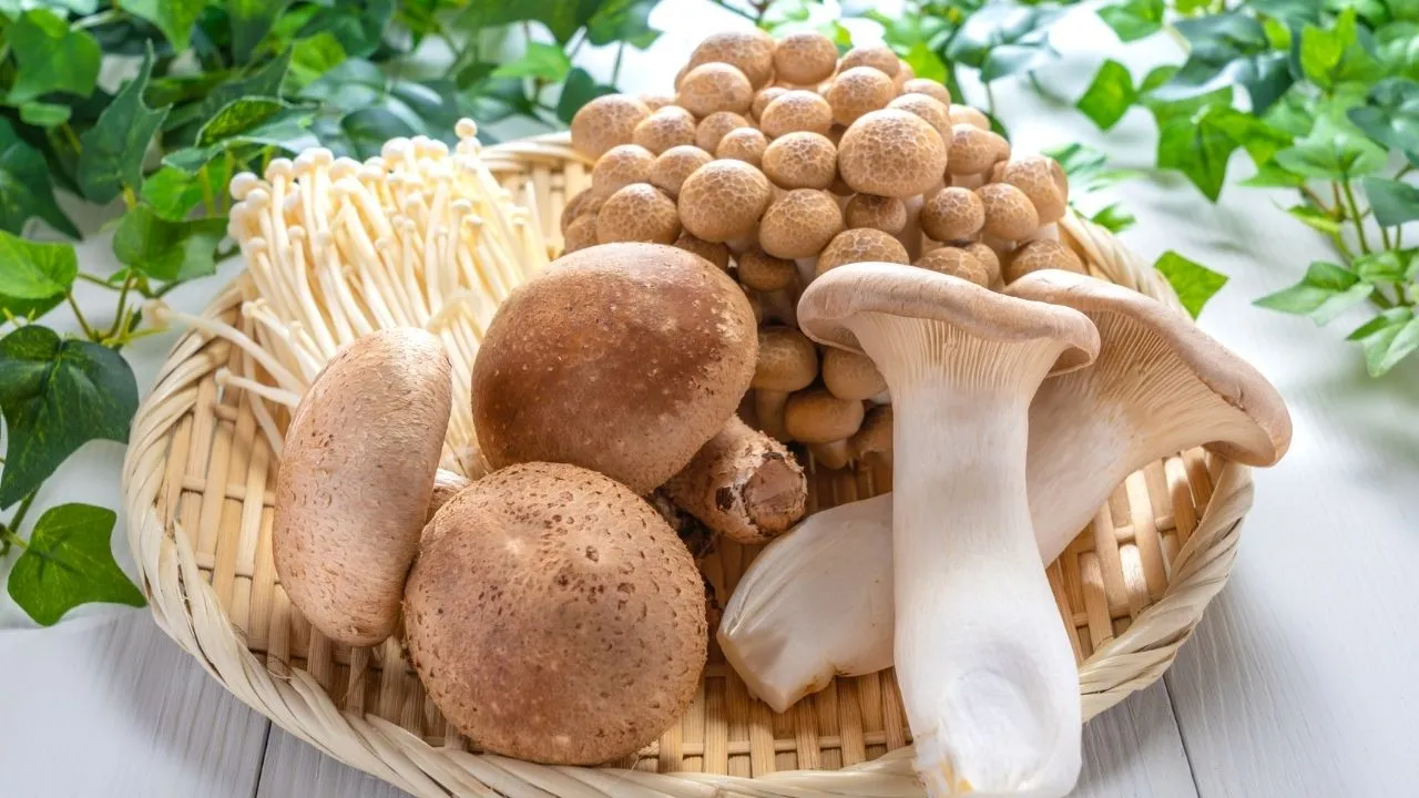 Mantardan ölümlerde yüzde 95 bu tür sorumlu: Belirtiler 6 saat içerisinde başlıyor