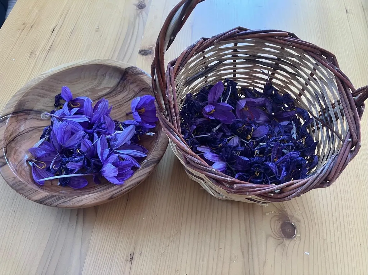 Osmaniyede safran üreticilerine destek!