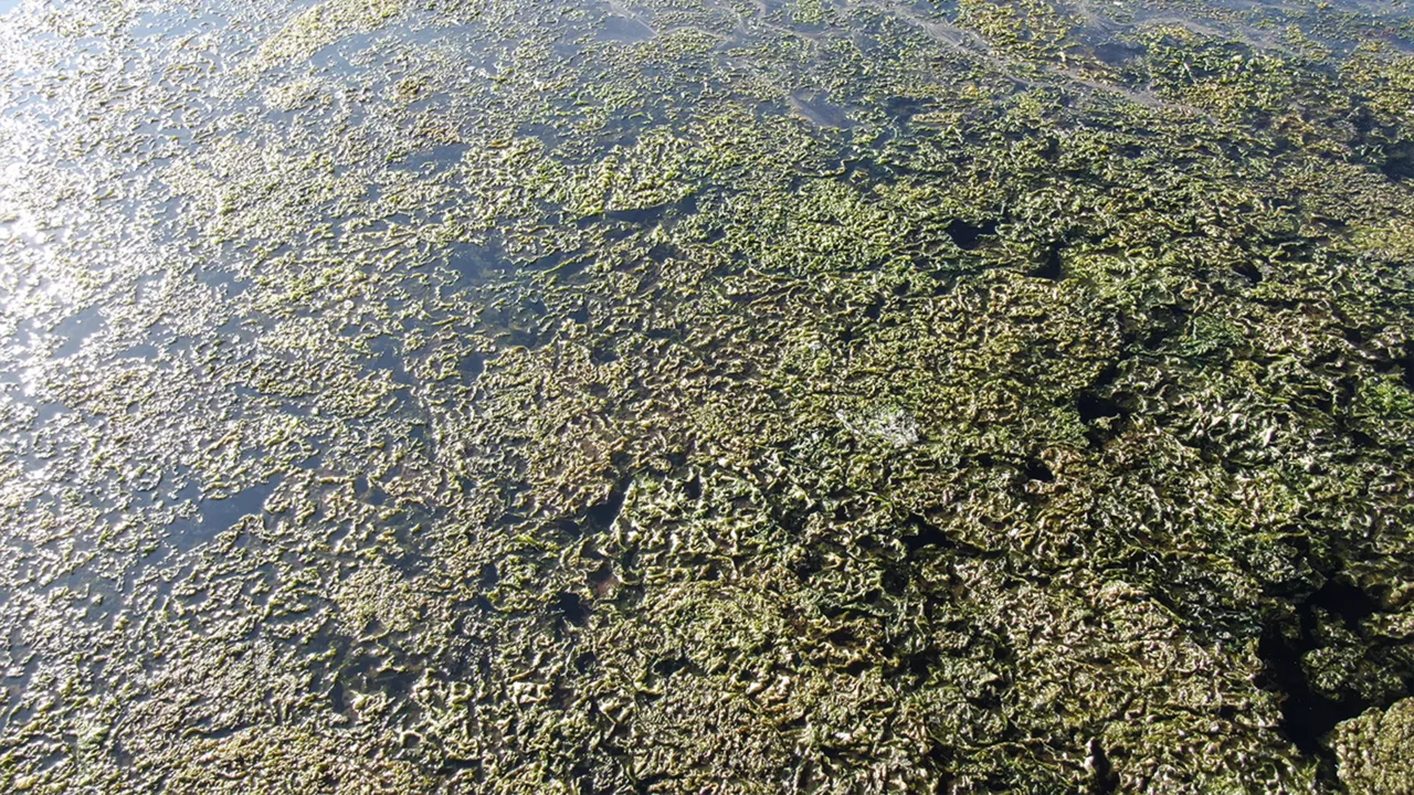 Fabrika atıklarının neden oluşturduğunu açıkladı