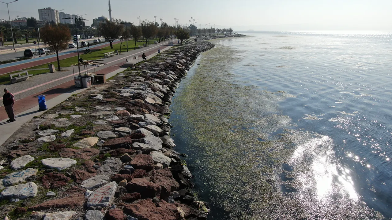 Susuzluk alarmı verilen İzmir’de şimdi de ‘yeşil’ alarm! Deniz marulu her yeri istila etti 
