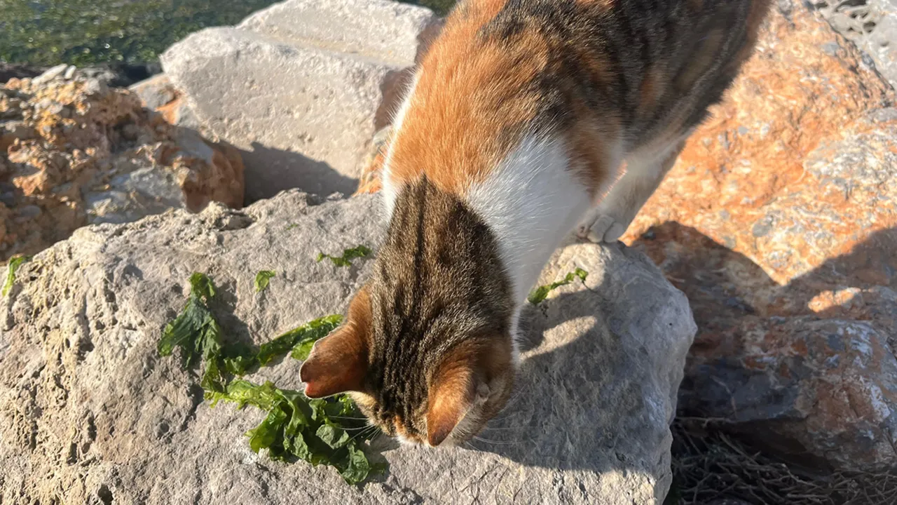 Susuzluk alarmı verilen İzmir’de şimdi de ‘yeşil’ alarm! Deniz marulu her yeri istila etti 