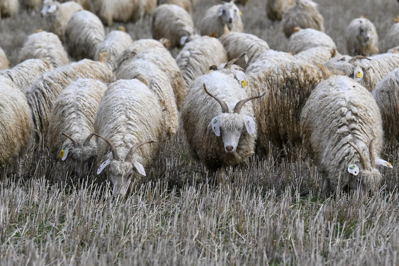 Bakan Yumaklı açıkladı: Tiftiği ciddi bir potansiyel olarak görüyoruz!