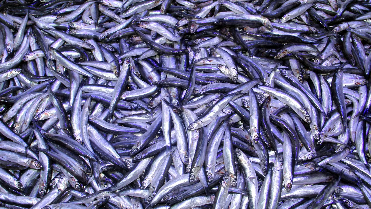 Balıkçılardan hamsi açıklaması: Çalışarak zarar ettik!