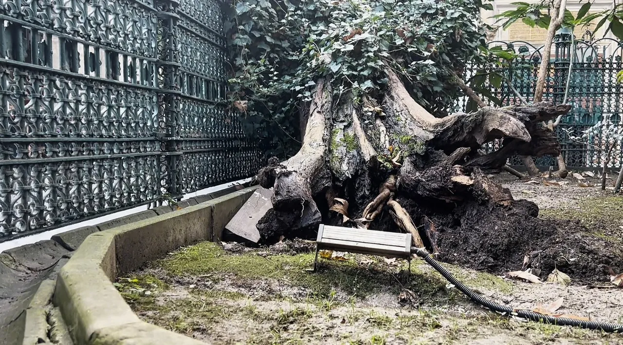 Eyüp Sultan Camii avlusunda 556 yıllık ağaç devrildi