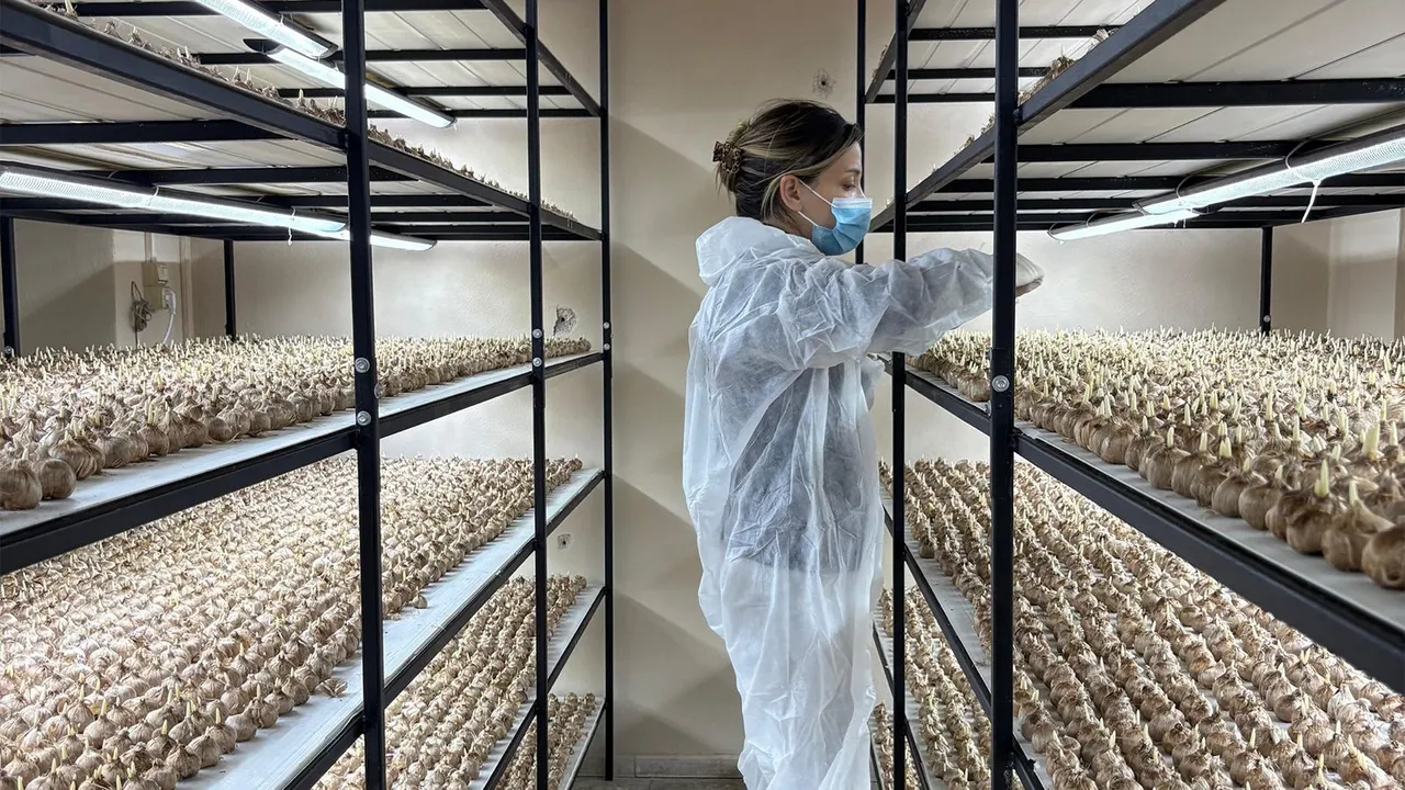 Mali müşavirliği bırakıp bu işe girdi! 50 metrekare odada üretiyor, kilosunu 600 liradan satıyor