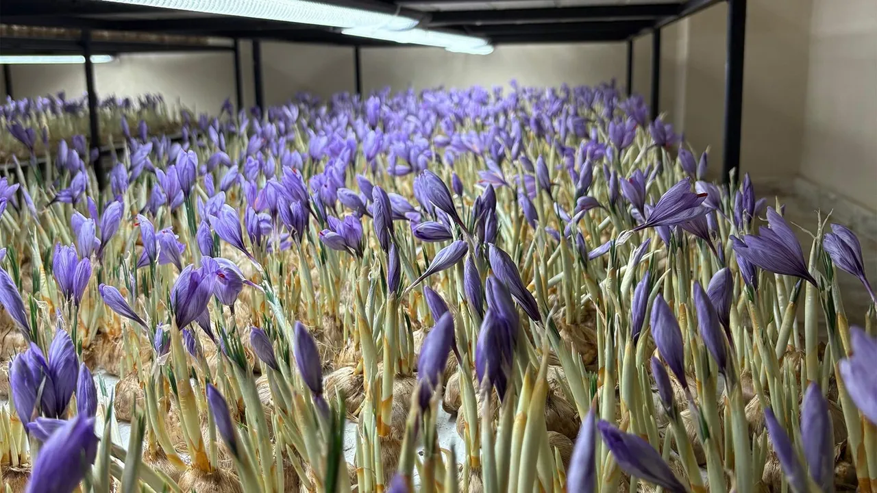 Mali müşavirliği bırakıp bu işe girdi! 50 metrekare odada üretiyor, kilosunu 600 liradan satıyor