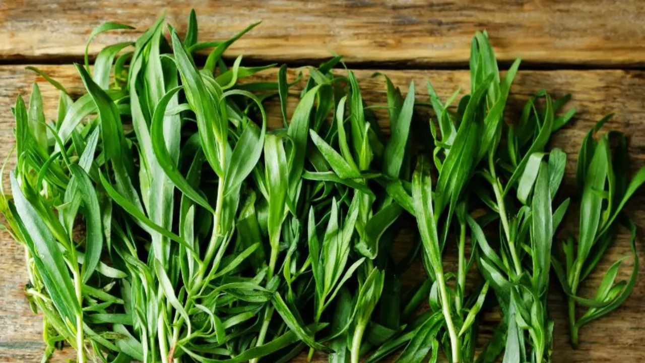 Tarhun Otu nedir, nasıl kullanılır, faydaları neler? Tarhun baharatının kullanıldığı yemekler