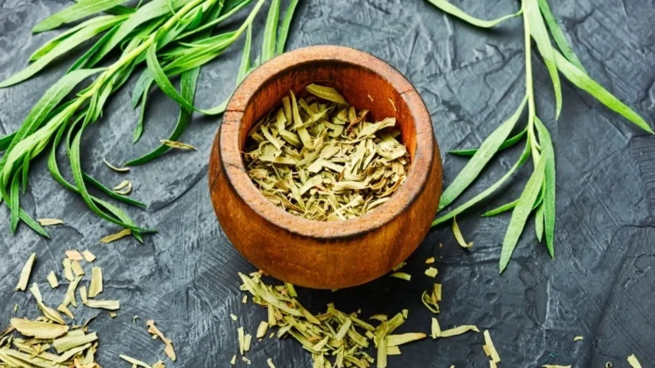 Tarhun Otu nedir, nasıl kullanılır, faydaları neler? Tarhun baharatının kullanıldığı yemekler