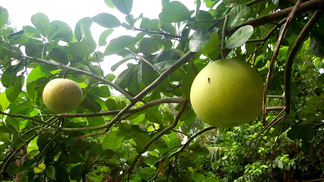 Türkiye'de sadece Antalya'da üretiliyor: Pomelo nedir, faydaları neler?