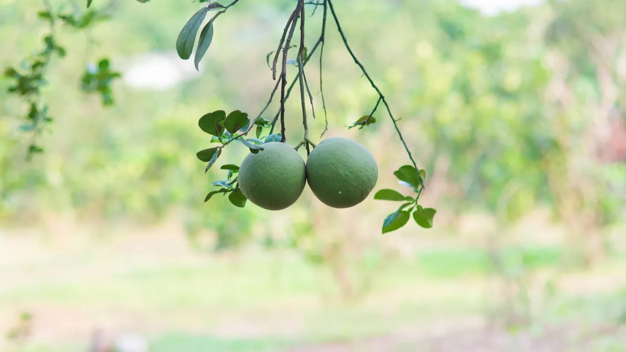 Türkiye'de sadece Antalya'da üretiliyor: Pomelo nedir, faydaları neler?