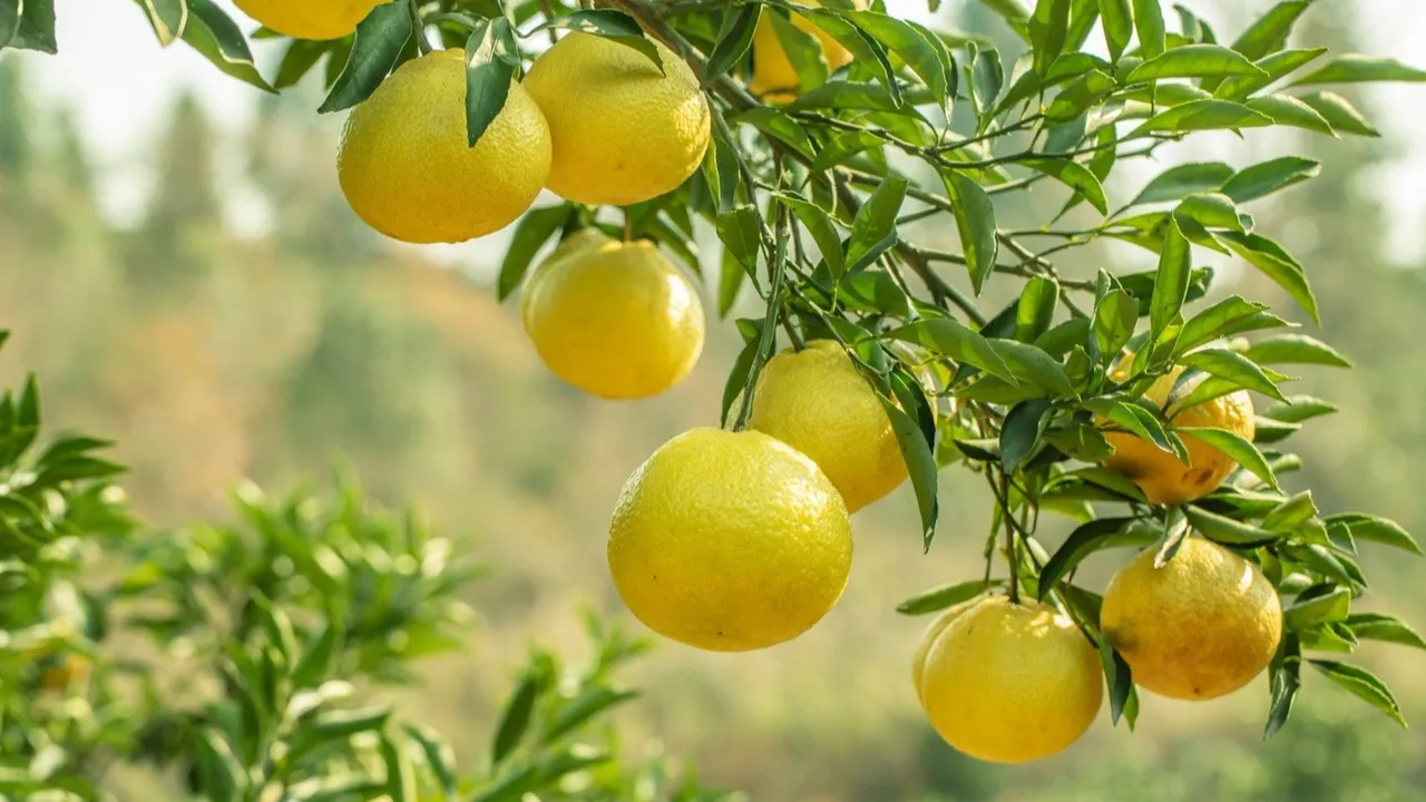 Türkiye'de sadece Antalya'da üretiliyor: Pomelo nedir, faydaları neler?