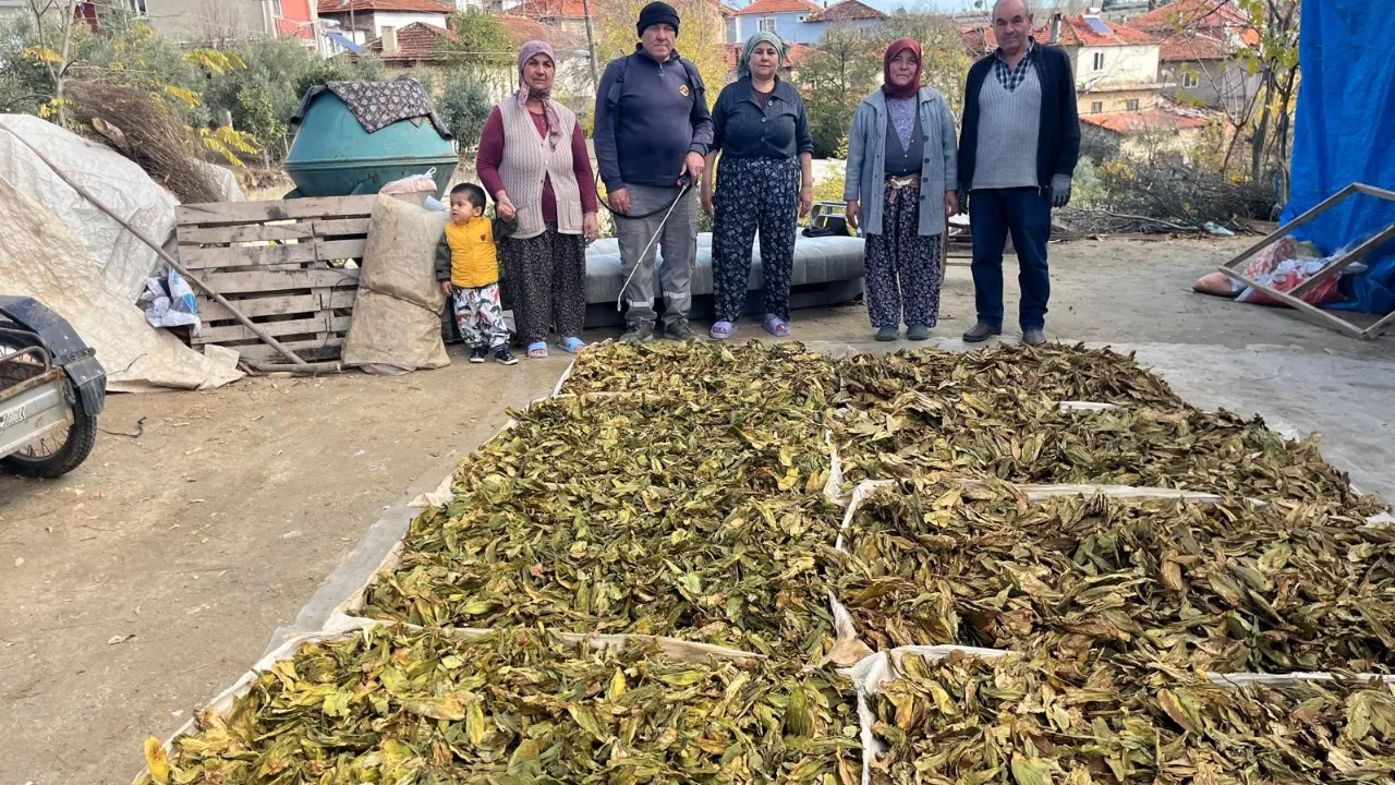Tütün hasadı tamamlandı! 300 liraya satılması bekleniyor