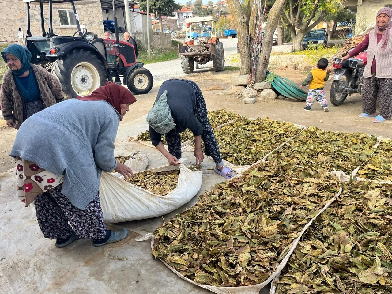 Tütün hasadı tamamlandı! 300 liraya satılması bekleniyor