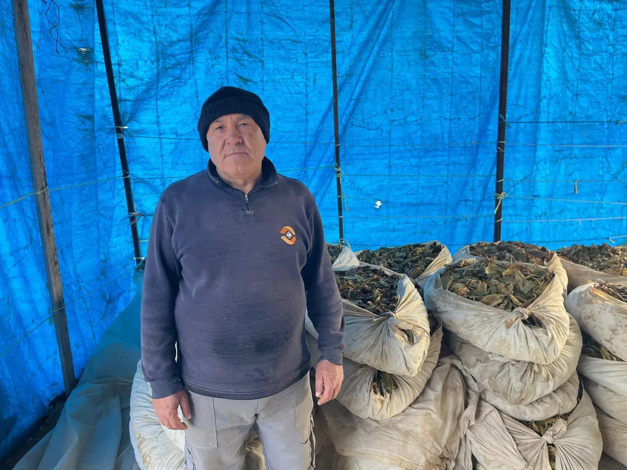 Tütün hasadı tamamlandı! 300 liraya satılması bekleniyor