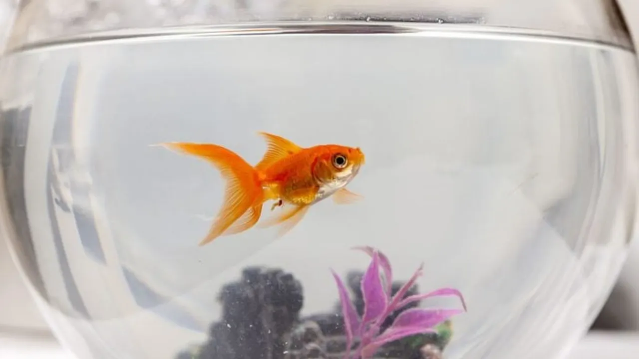 Ülkelerin dumura uğratan birbirinden garip 15 yasağı! Bunları yapan ceza yiyor