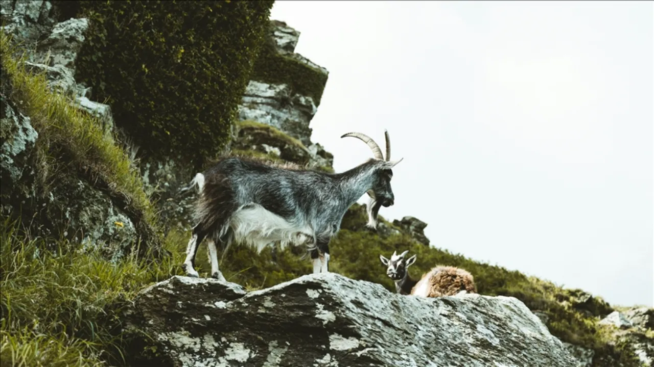 Yaban keçisi avlayan kişiye 953 bin lira ceza kesildi