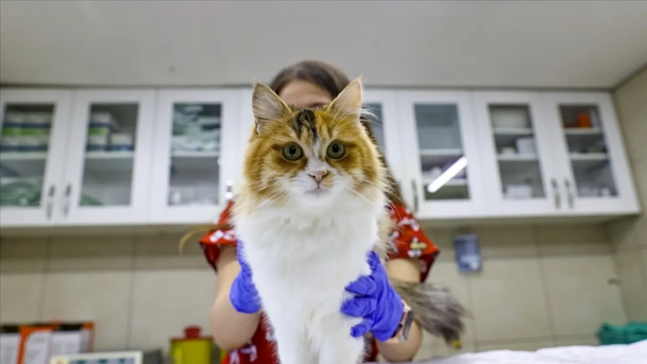 Yaptırmayanlara para cezası: Evcil hayvanlara çip taktırma süresi doluyor