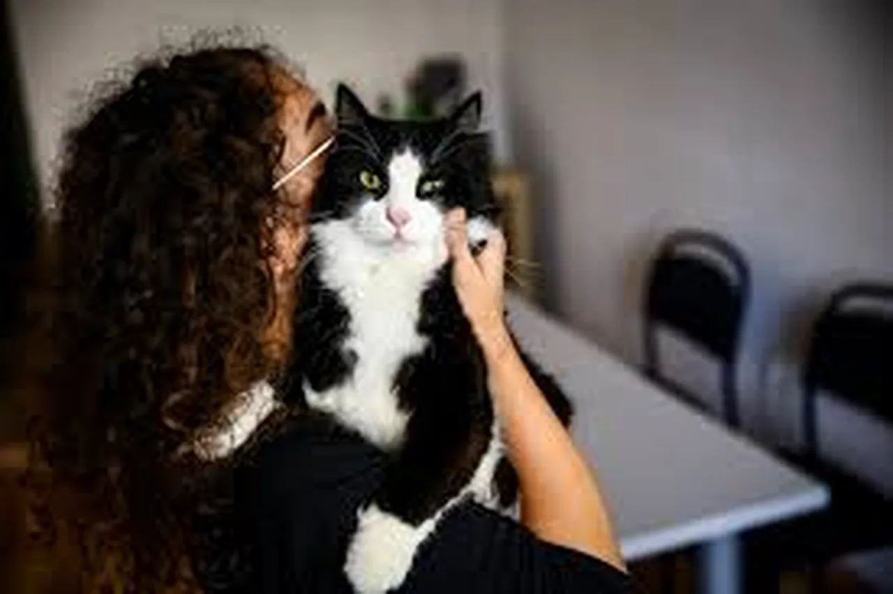 Yaptırmayanlara para cezası: Evcil hayvanlara çip taktırma süresi doluyor