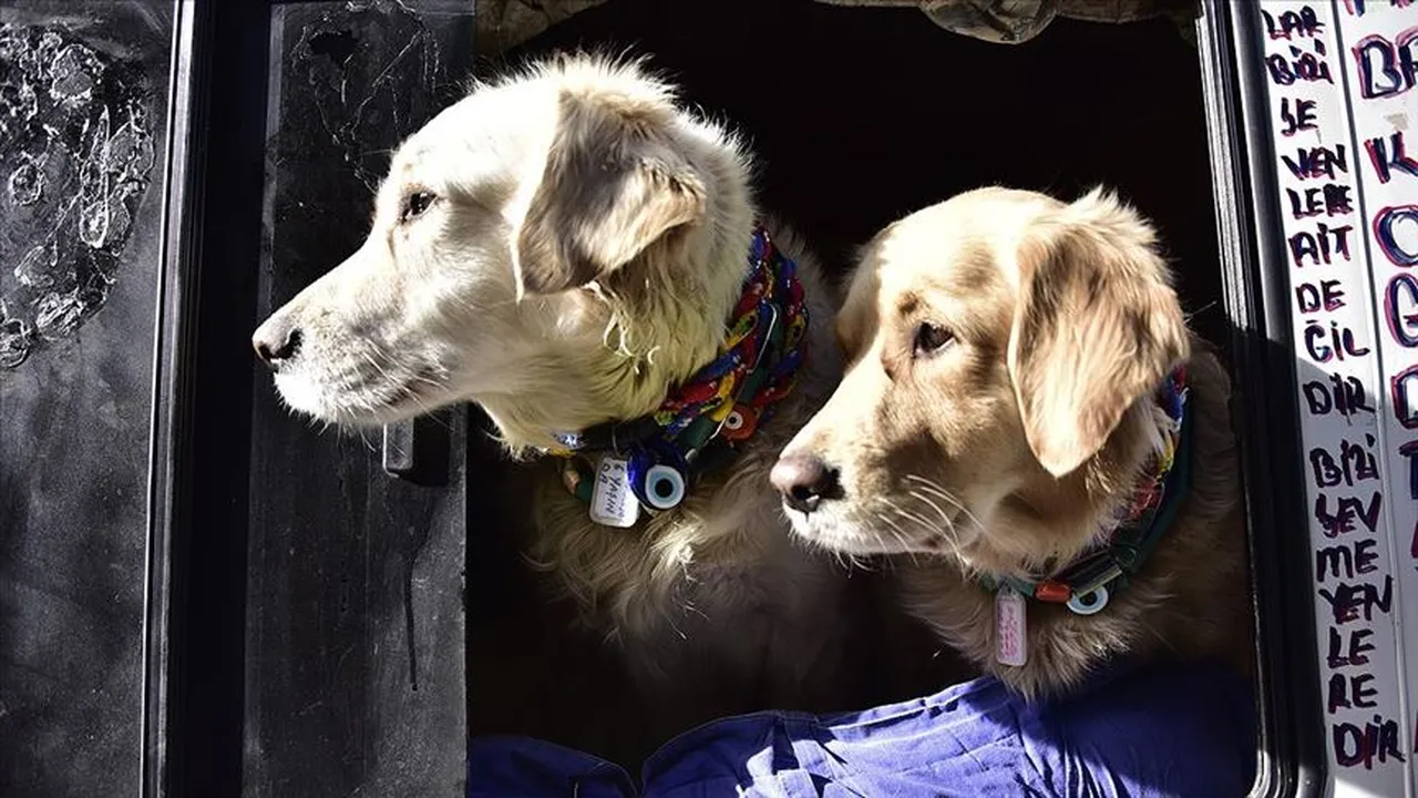 Yaptırmayanlara para cezası: Evcil hayvanlara çip taktırma süresi doluyor