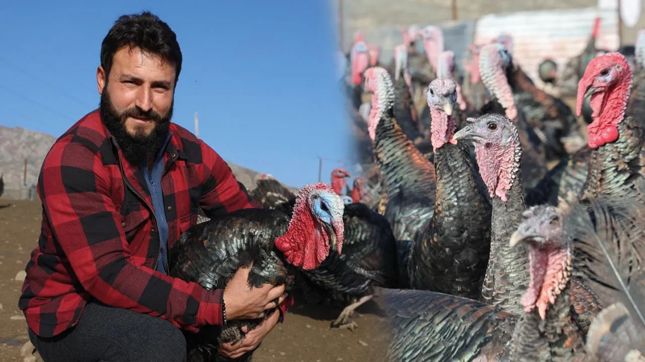 Almanya'yı bıraktı, Elazığ'da patron oldu: 10 dönümlük arazide hindi çiftliği kurdu