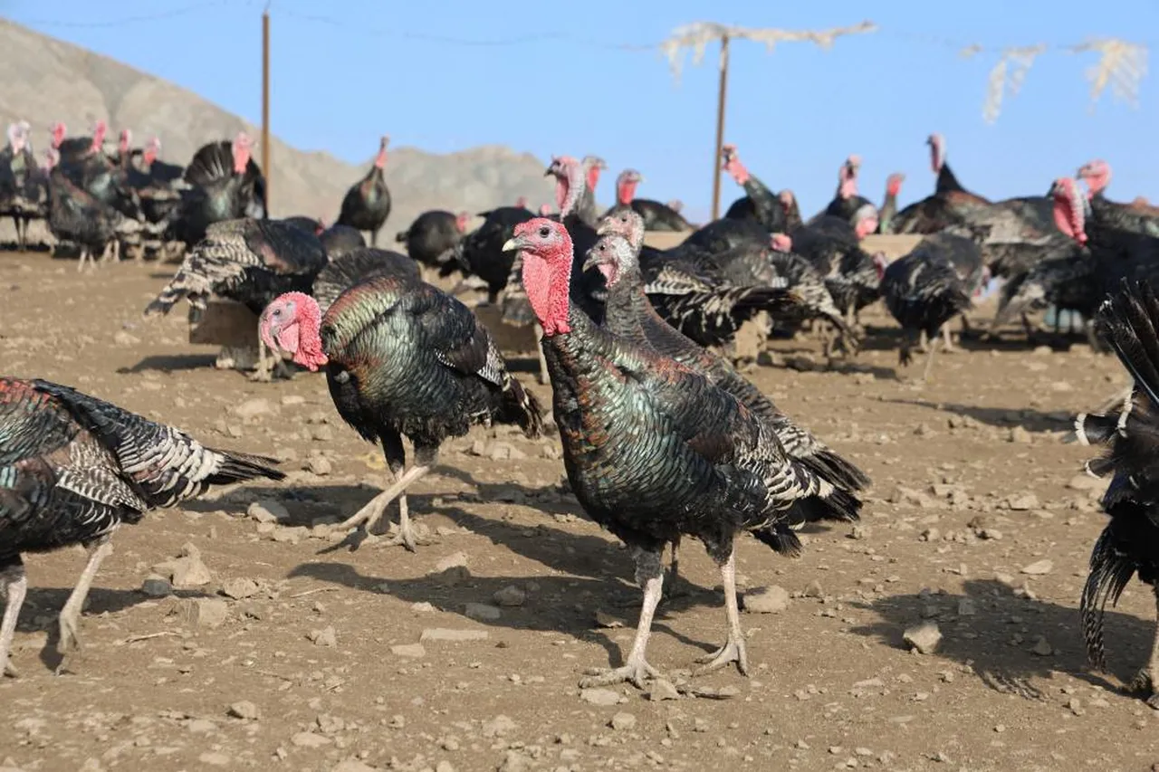 Almanya'yı bıraktı, Elazığ'da patron oldu: 10 dönümlük arazide hindi çiftliği kurdu