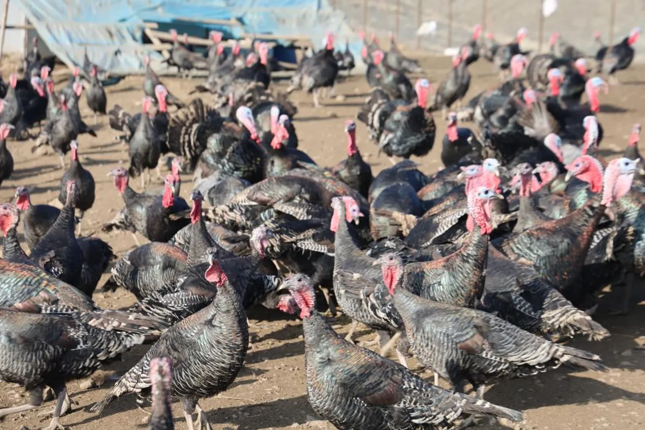 Almanya'yı bıraktı, Elazığ'da patron oldu: 10 dönümlük arazide hindi çiftliği kurdu