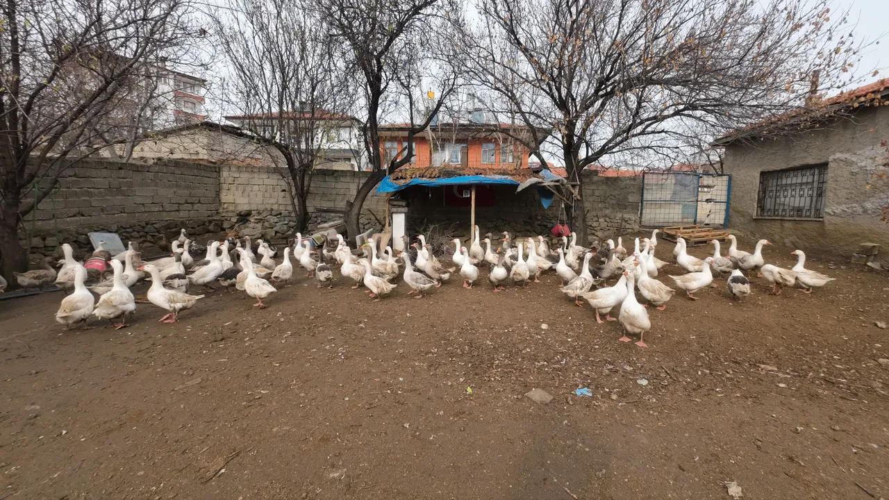 Asgari ücret yerine köyde üretimi seçti, kazanan oldu