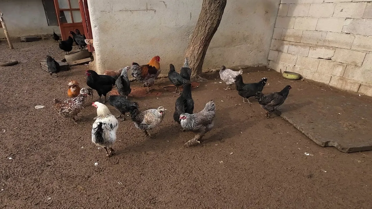 Asgari ücret yerine köyde üretimi seçti, kazanan oldu