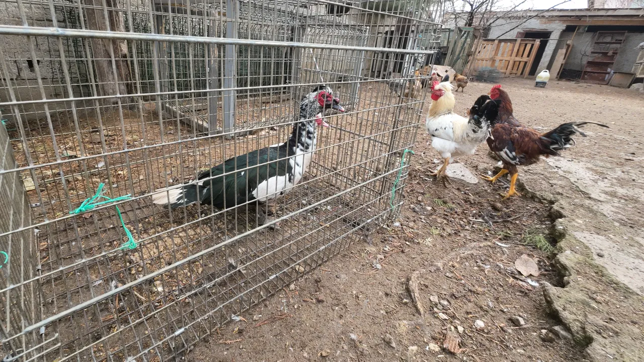 Asgari ücret yerine köyde üretimi seçti, kazanan oldu