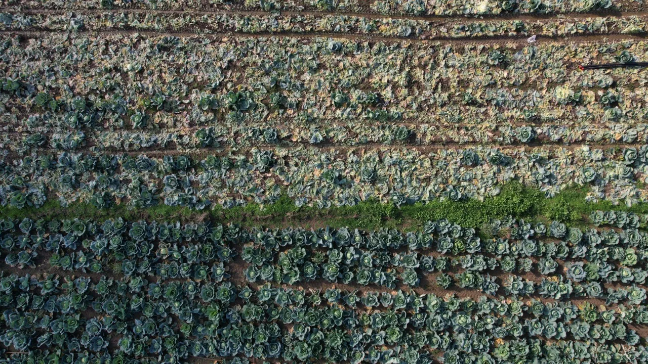 Bir mahalle bütün tarlalara aynı ürünü ekti sonu hüsran oldu: Market fiyatıyla arasındaki makas 5 kat arttı