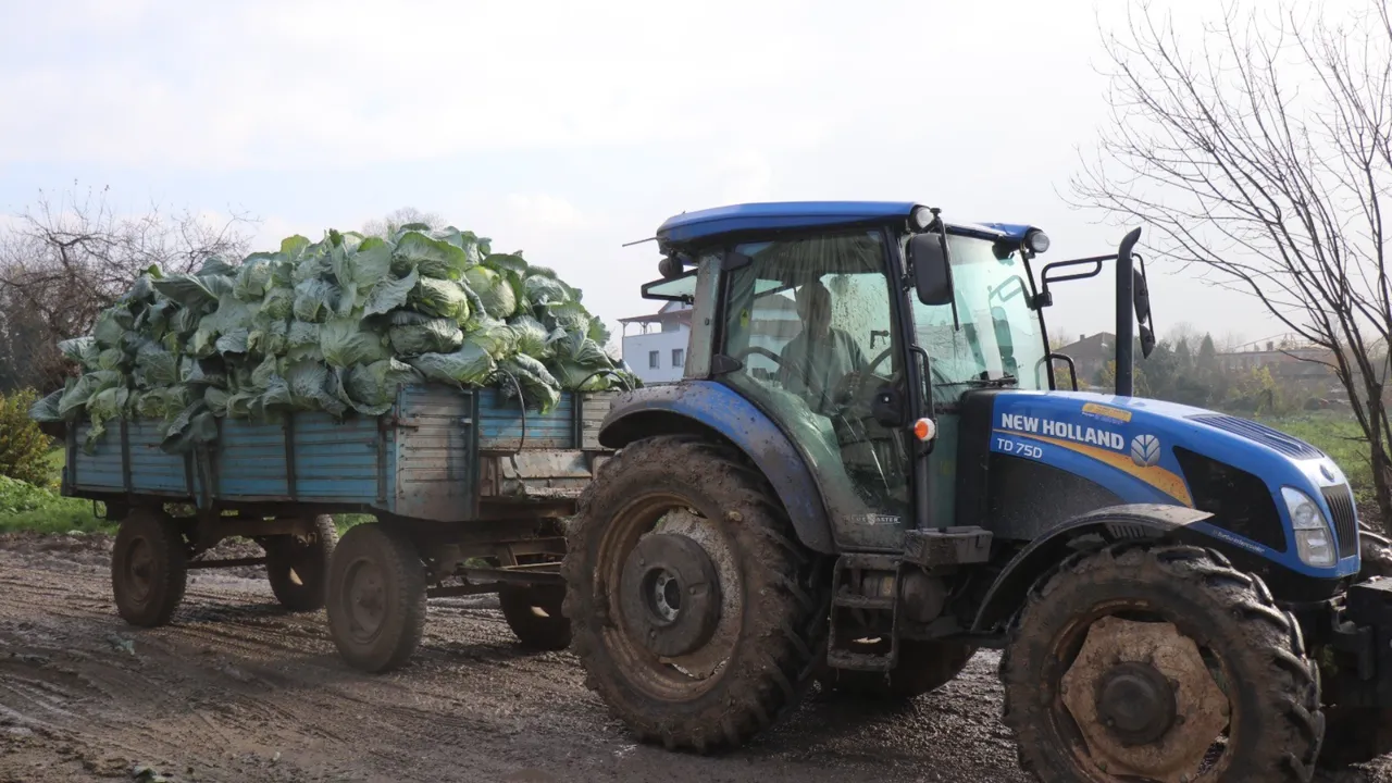 Bir mahalle bütün tarlalara aynı ürünü ekti sonu hüsran oldu: Market fiyatıyla arasındaki makas 5 kat arttı