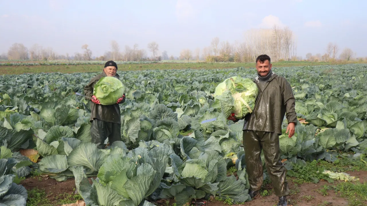 Bir mahalle bütün tarlalara aynı ürünü ekti sonu hüsran oldu: Market fiyatıyla arasındaki makas 5 kat arttı