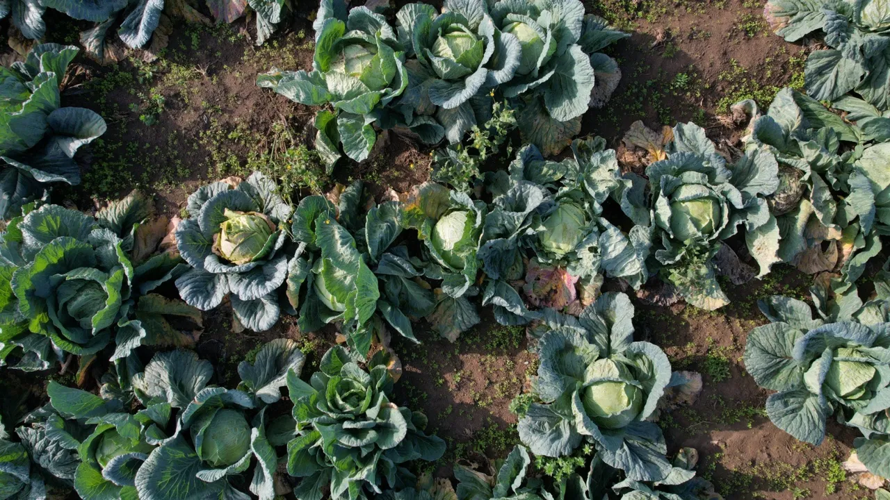 Bir mahalle bütün tarlalara aynı ürünü ekti sonu hüsran oldu: Market fiyatıyla arasındaki makas 5 kat arttı