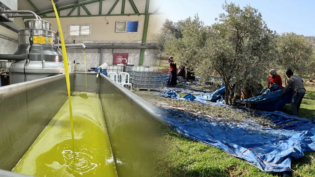 Hatay'da örnek girişim: Ailesinden kalan zeytinliğe tesis kurdu, mahalleliye geçim kaynağı oldu