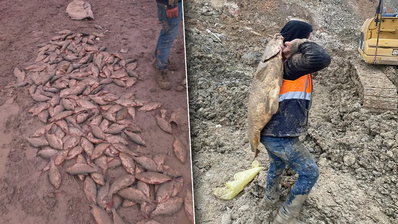 İBB'nin skandal uygulaması gölü kuruttu: Balıkların içler acısı halini işçiler görüntüledi