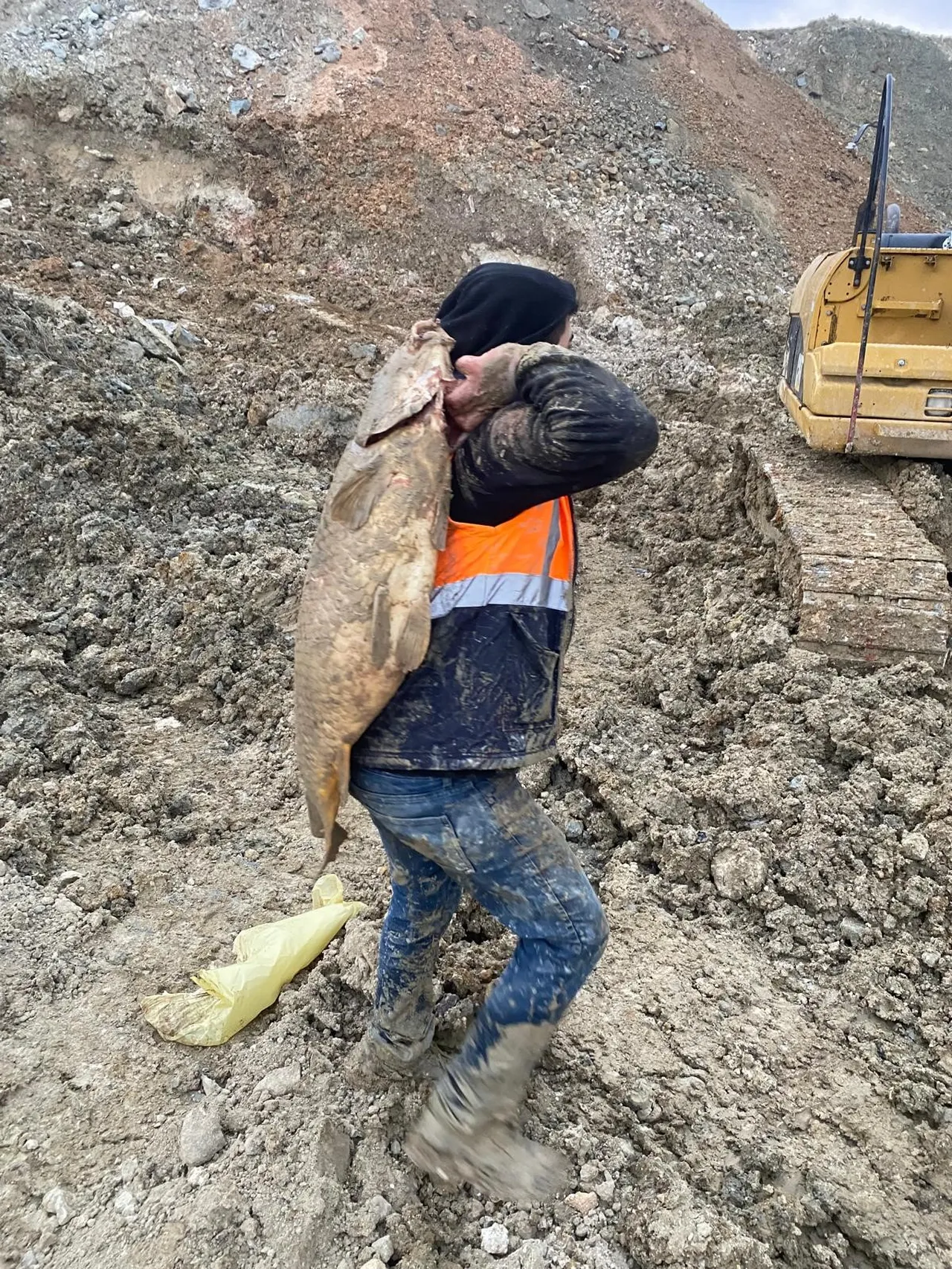 İşçiler hayatta olan balıkları taşıyor