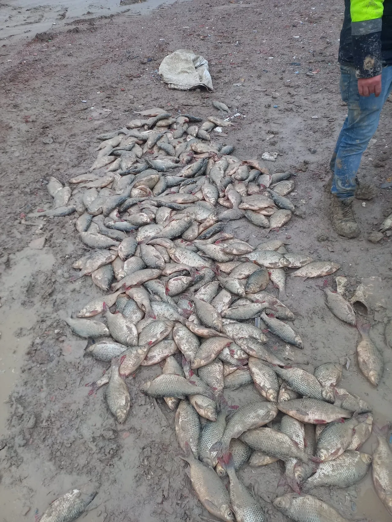 İBB'nin uygulaması Mavi Göl'ü kurutuyor: Can çekişen balıkları işçiler görüntüledi