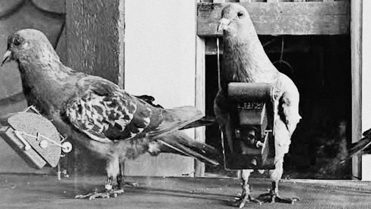 Osmanlı’dan ABD’ye kadar kullanıldı! Casuslukta akılalmaz yöntem