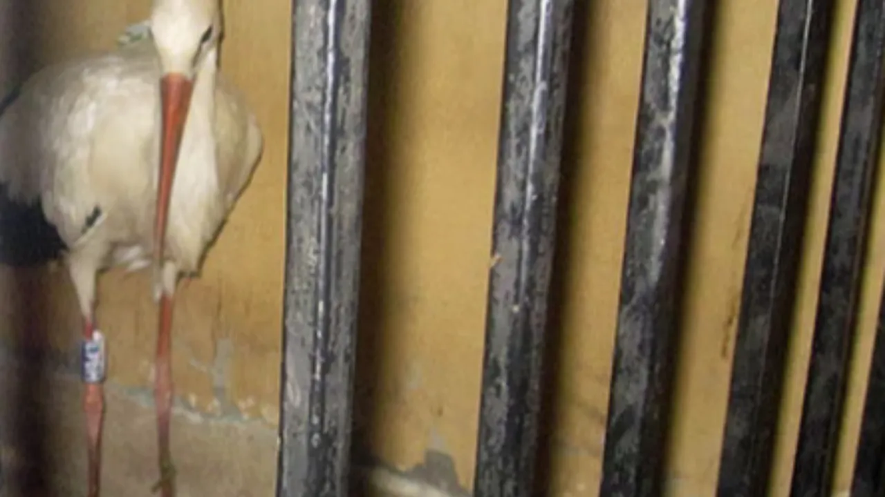 Osmanlı’dan ABD’ye kadar kullanıldı! Casuslukta akılalmaz yöntem