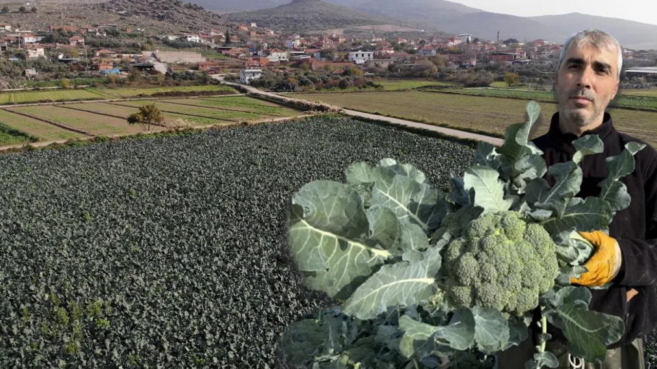 Yeşil altında hasat başladı! Tezgahta fiyatı 3 katına çıktı... 