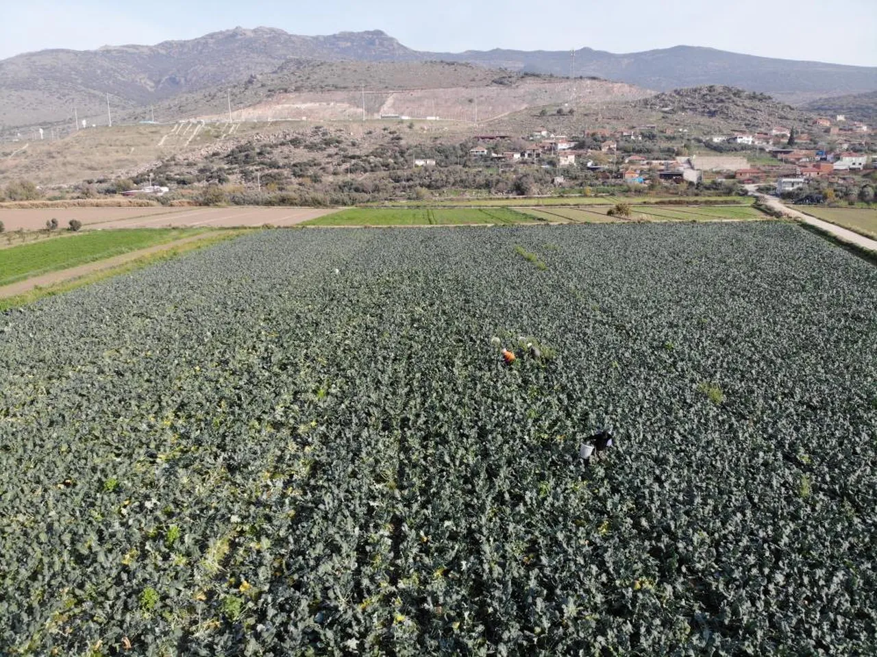 Yeşil altında hasat başladı! Tezgahta fiyatı 3 katına çıktı...