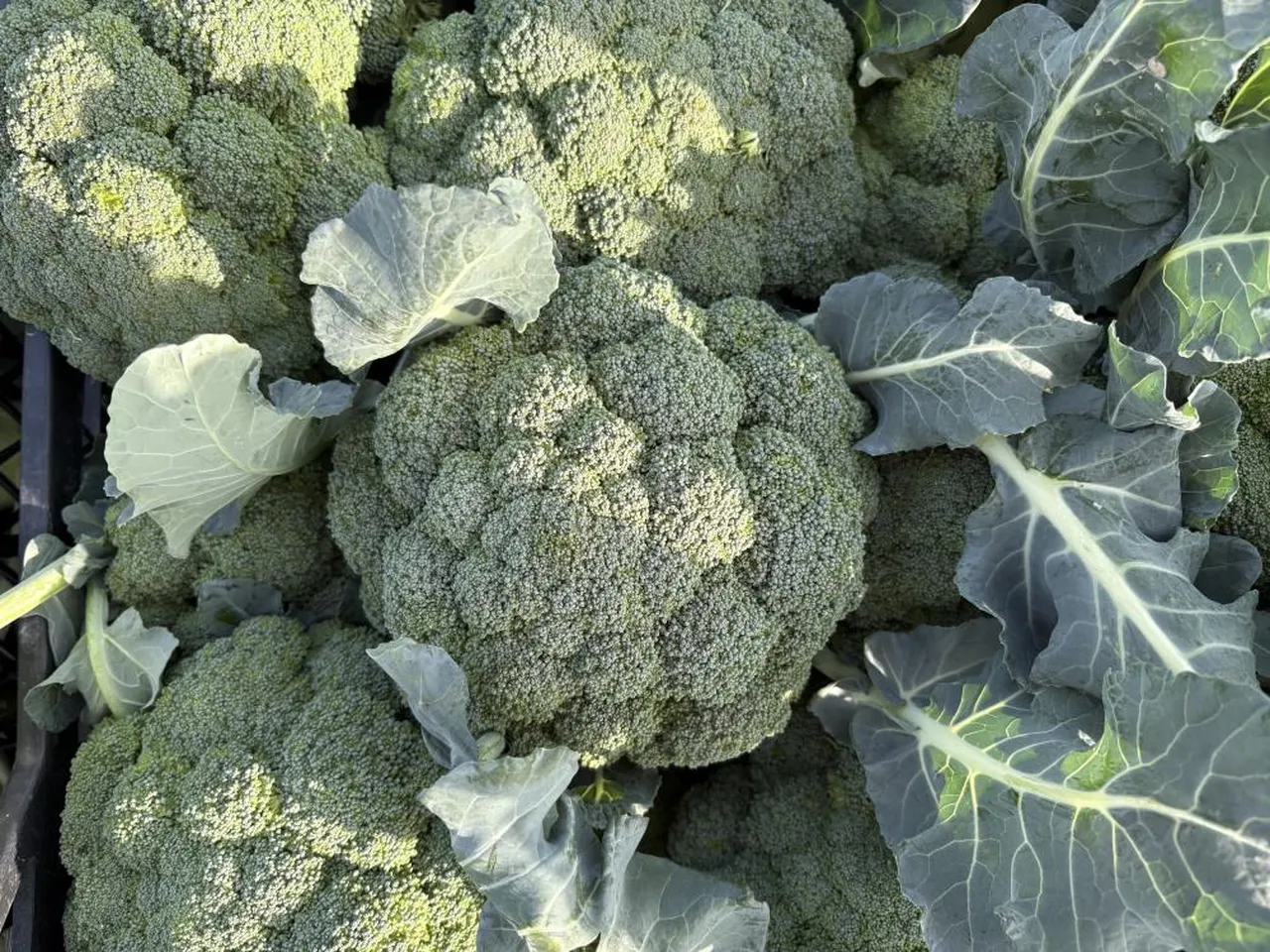 Yeşil altında hasat başladı! Tezgahta fiyatı 3 katına çıktı...