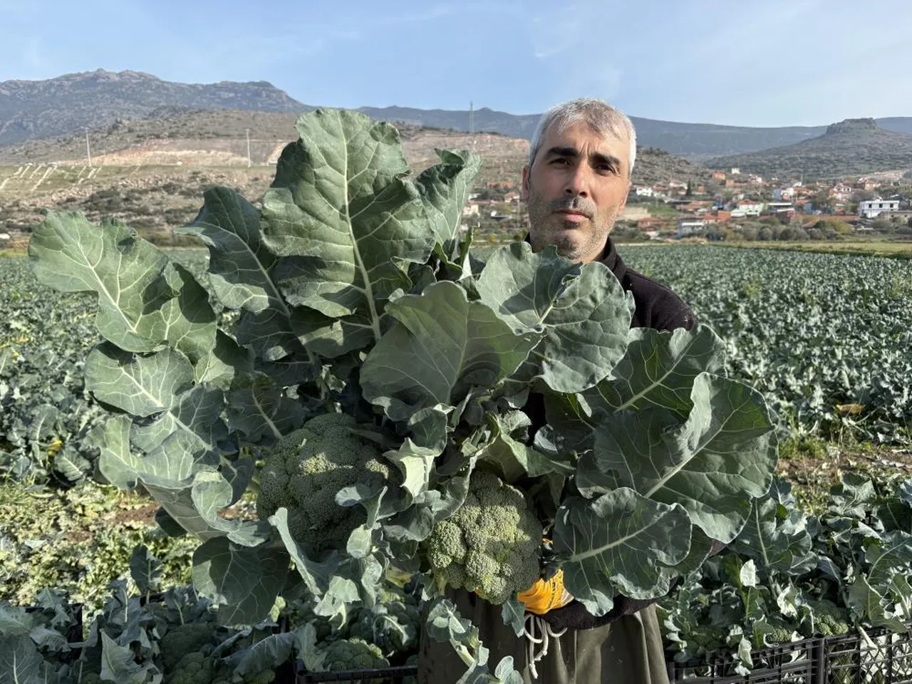 Yeşil altında hasat başladı! Tezgahta fiyatı 3 katına çıktı...