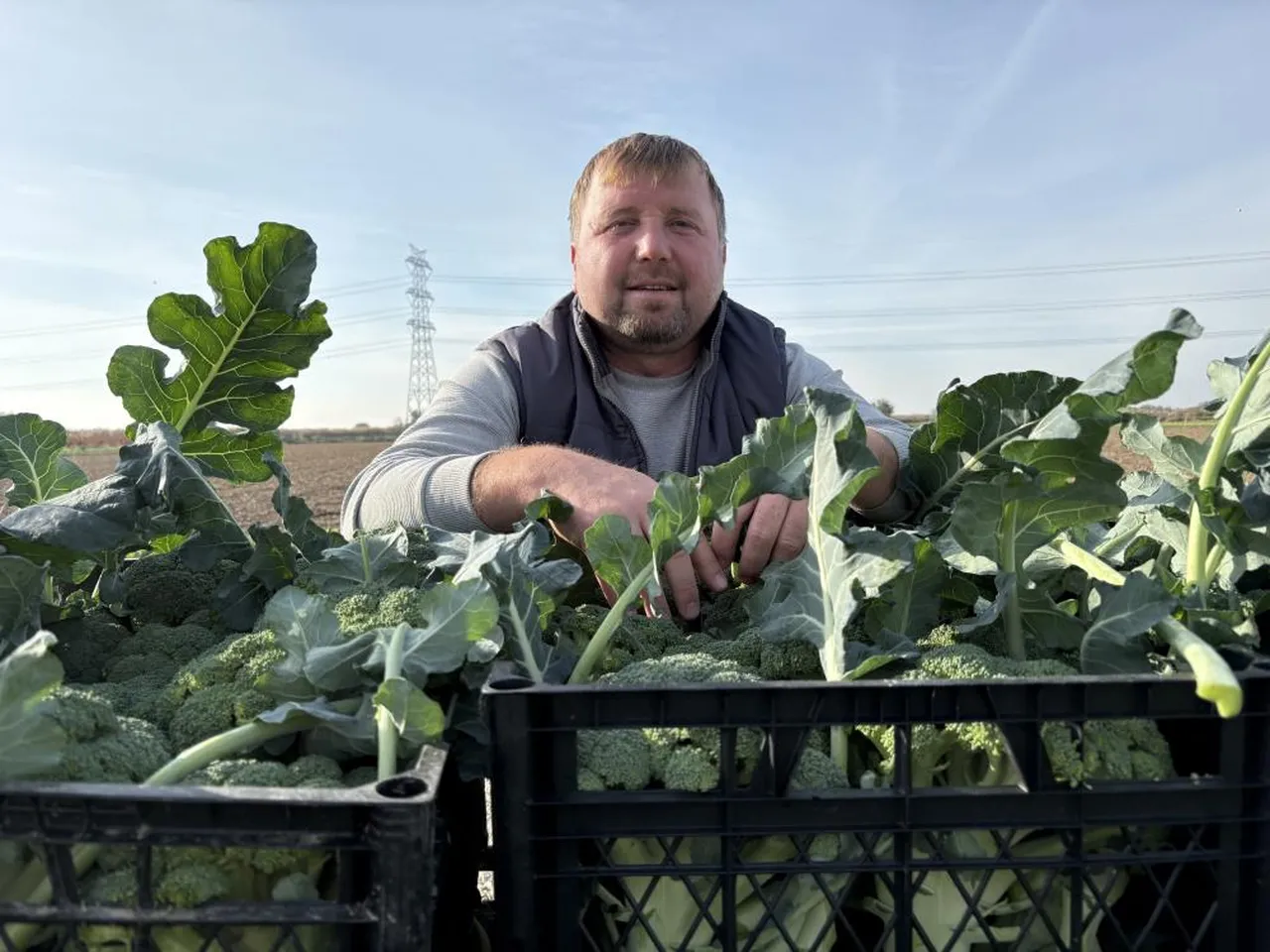 Yeşil altında hasat başladı! Tezgahta fiyatı 3 katına çıktı...