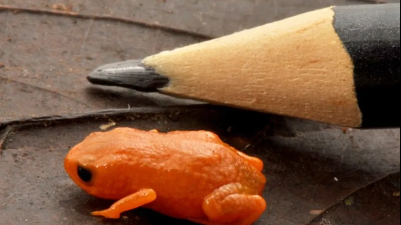Brezilya Devlet Başkanı'nın adı verildi! Bezelye büyüklüğünde kurbağa keşfedildi!