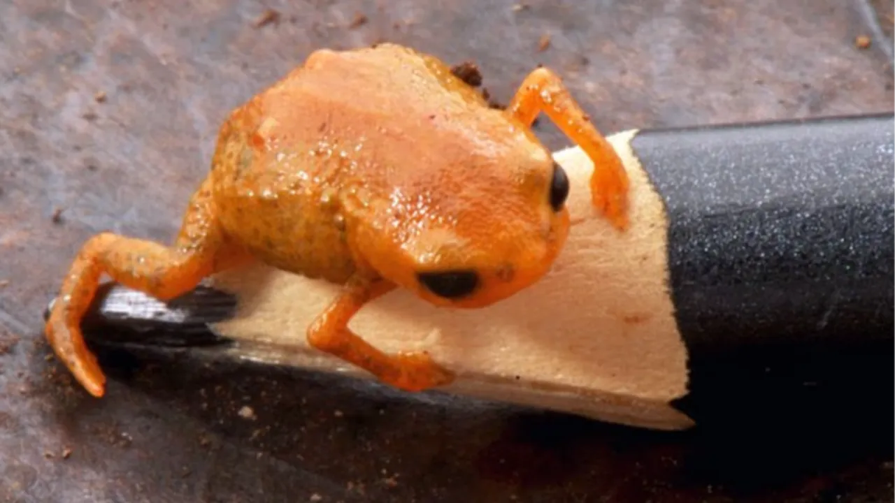 Brezilya Devlet Başkanı'nın adı verildi! Bezelye büyüklüğünde kurbağa keşfedildi