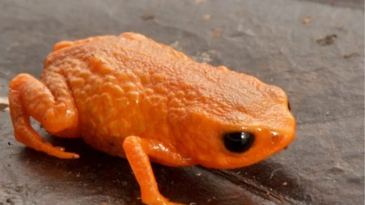Brezilya Devlet Başkanı'nın adı verildi! Bezelye büyüklüğünde kurbağa keşfedildi
