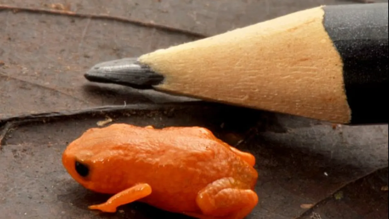 Brezilya Devlet Başkanı'nın adı verildi! Bezelye büyüklüğünde kurbağa keşfedildi