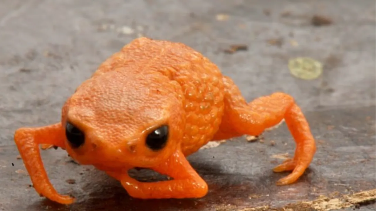 Brezilya Devlet Başkanı'nın adı verildi! Bezelye büyüklüğünde kurbağa keşfedildi