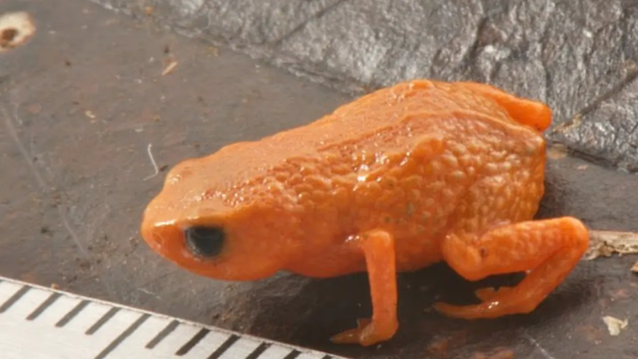 Brezilya Devlet Başkanı'nın adı verildi! Bezelye büyüklüğünde kurbağa keşfedildi